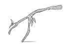 Image of dowsing rod