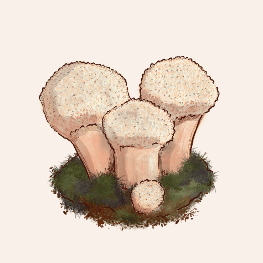 Illustration of four puffball mushrooms